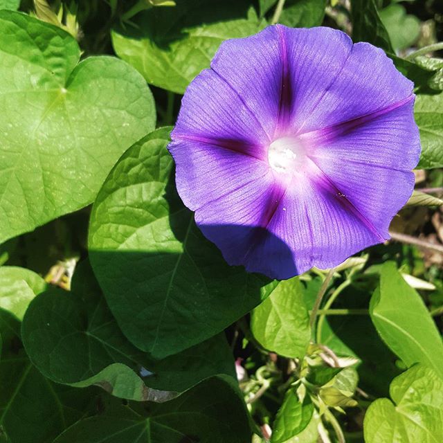 What kind of flower is this? #flowerstagram #purpleflowers #flower #upstateny #septemberflowers
