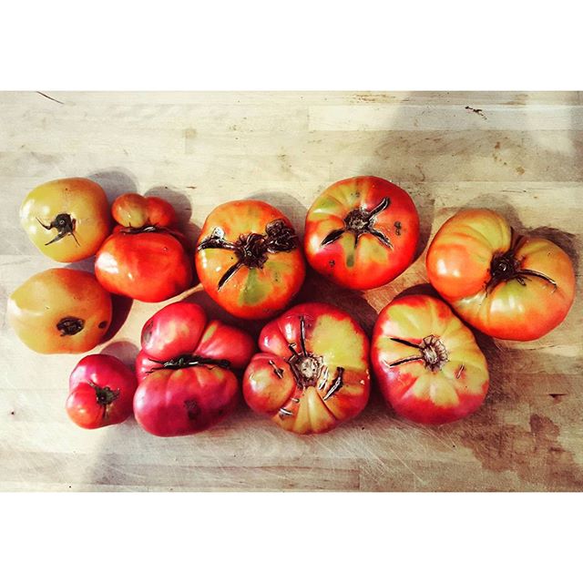 I CAN'T STRESS TO YOU HOW MUCH I LOVE HEIRLOOM TOMATOES THOUGH #twomoreweeksoftomatoeseason #farmfresh #favoritefood