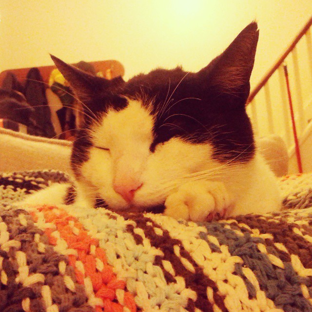 Linus sleeps #cats