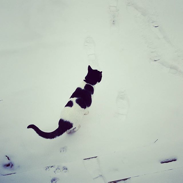 #snowcat
